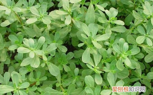 麻子菜做法，会开花的麻子菜冬天会冻死