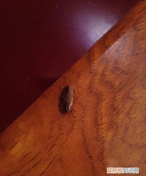 灯罩招了好多虫子怎么办，灯光旁有很多小虫子,怎么解决?