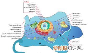 为什么暖宝宝撕开就会发热 暖宝宝为什么能发热