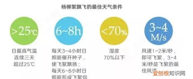 防治柳絮飞絮 防止柳絮飘入室内