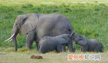 草原一霸，能够轻松的挑战狮群权威，非洲大象是个什么样的存在？