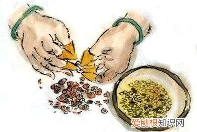 一碗鸡头米就是苏州人的秋天,苏州秋天鸡头米