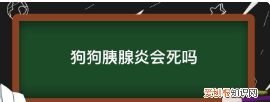 狗狗胰腺炎会死，狗狗得了胰腺炎会死吗