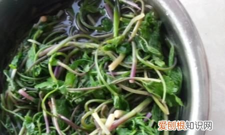 东北大叶芹怎么吃，东北山野菜——炝拌大叶芹的做法