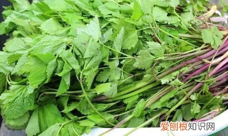 东北大叶芹怎么吃，东北山野菜——炝拌大叶芹的做法