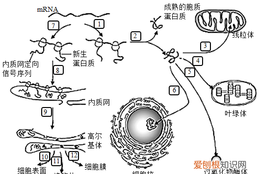 胞内蛋白有哪些，哪些是胞外蛋白那些是分泌蛋白