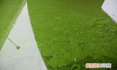 蓝藻有哪些，颤藻属于蓝藻吗