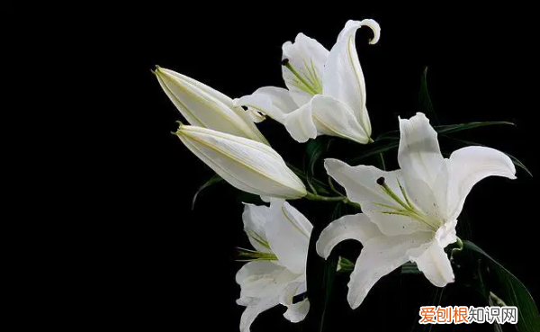 百合的寓意和花语，百合花语和寓意是什么意思