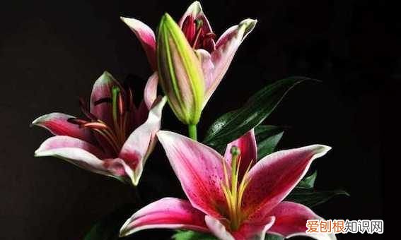 百合的寓意和花语，百合花语和寓意是什么意思