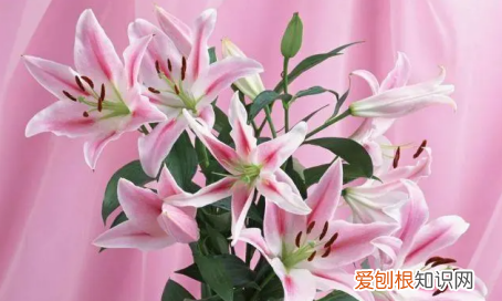 百合的寓意和花语，百合花语和寓意是什么意思