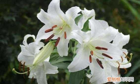 百合的寓意和花语，百合花语和寓意是什么意思