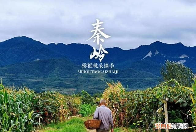 猕猴桃翠香还是徐香好吃 徐香和翠香猕猴桃的区别