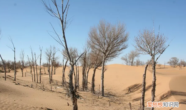沙漠洪水是什么时候出现的 地球沙漠变成绿洲后会怎么样