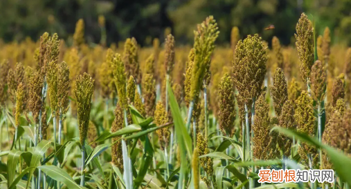 百谷之长是什么,稷指的是什么农作物