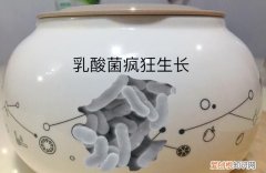 鲜羊奶怎么做酸奶，羊奶可以做酸奶怎么做