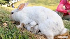 兔妈妈会踩死兔崽子，兔子下完崽为什么都给咬死了