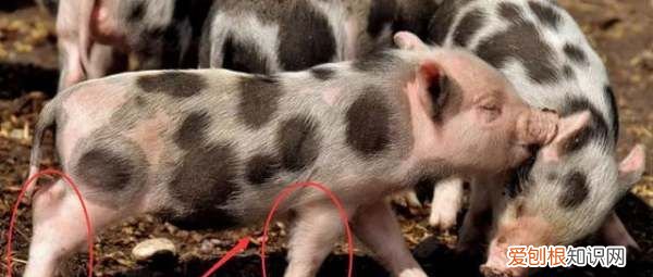 如何分辨猪手和猪脚，猪脚和猪蹄有什么区别