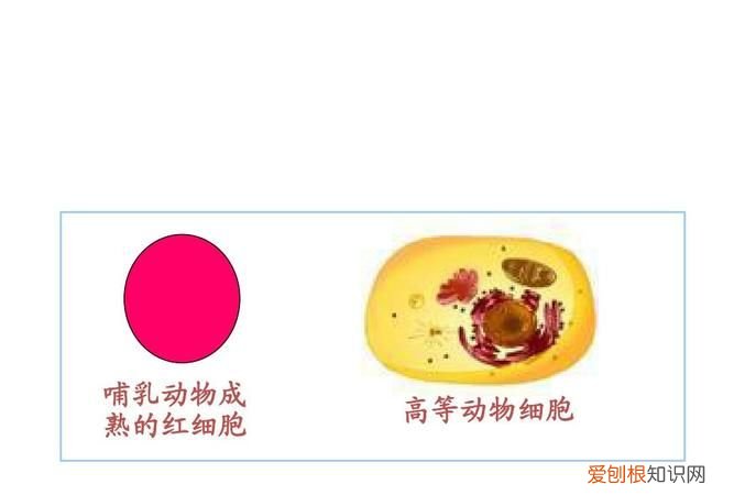 哺乳动物成熟红细胞特点,哺乳动物成熟红细胞有dna复制吗