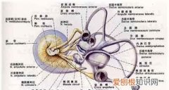 感受器可分为哪两大类，根据刺激的类型感受器通常可分为哪些类别