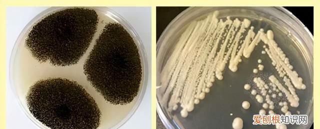 水果表面是好的里面是坏的是怎么回事