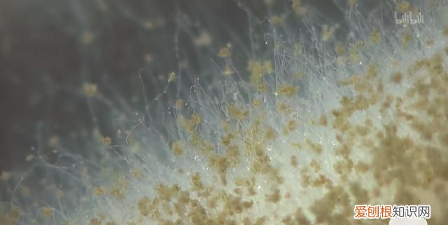 水果表面是好的里面是坏的是怎么回事