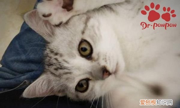 猫反复尿闭怎么办，猫咪闭尿了怎么办