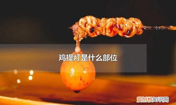 提灯是鸡的什么部位