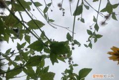 高中学习方法，如何学好高中数学的方法和技巧