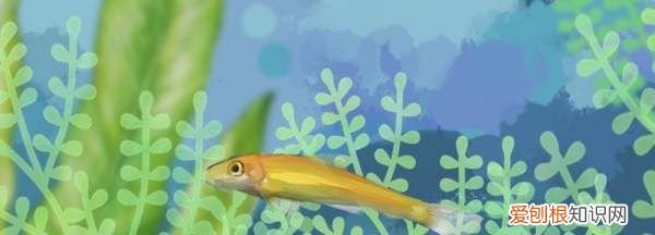青苔鼠鱼怎么繁殖，金苔鼠鱼怎么分公母图解