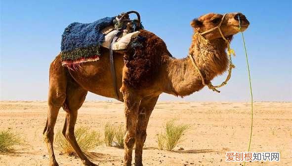 骆驼驼峰里储存的是什么，骆驼的驼峰是储存什么的物质