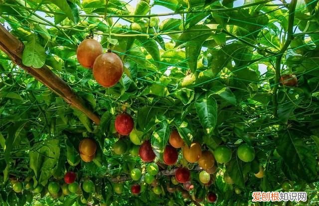 百香果可以泡酒吗 百香果泡酒的做法和比例