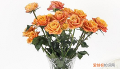 玫瑰花的插花技巧，尤加利玫瑰花插花技巧