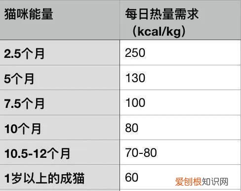 布偶猫多少斤，布偶猫能长到多少厘米