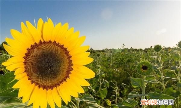 早上好短句心情说说,早上好唯美短句说说