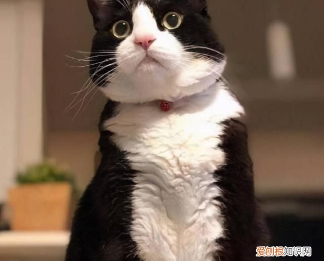 不建议养奶牛猫的原因 为什么不建议养奶牛猫