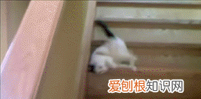 不建议养奶牛猫的原因 为什么不建议养奶牛猫