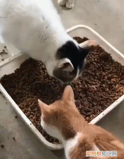 不建议养奶牛猫的原因 为什么不建议养奶牛猫