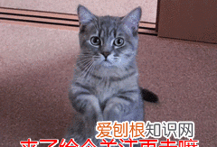 不建议养奶牛猫的原因 为什么不建议养奶牛猫