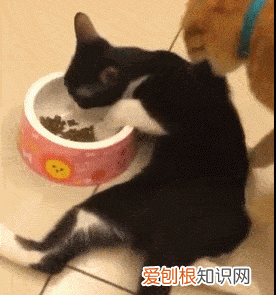 不建议养奶牛猫的原因 为什么不建议养奶牛猫