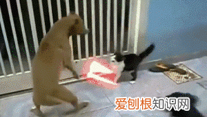 不建议养奶牛猫的原因 为什么不建议养奶牛猫