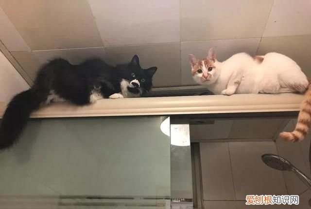 不建议养奶牛猫的原因 为什么不建议养奶牛猫