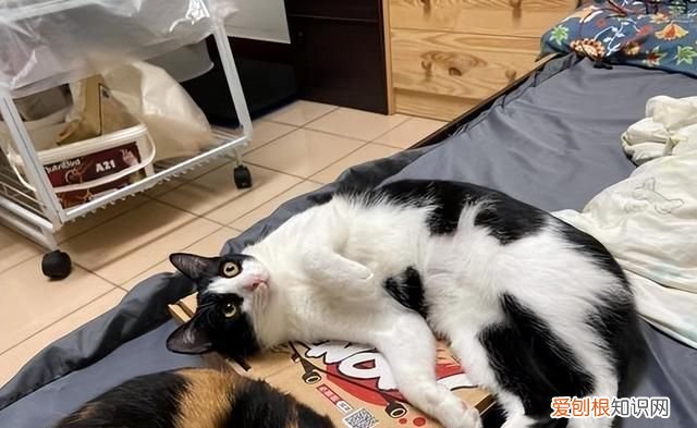 不建议养奶牛猫的原因 为什么不建议养奶牛猫