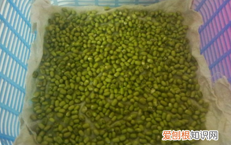生绿豆芽的方法