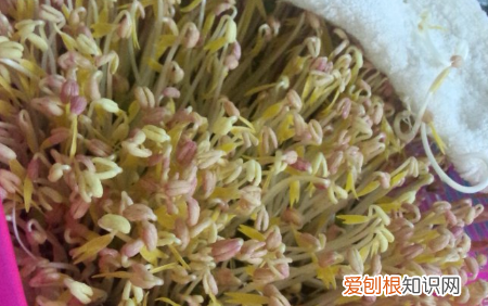 生绿豆芽的方法