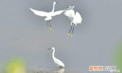 无翅腾云非等闲是什么动物