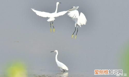 无翅腾云非等闲是什么动物