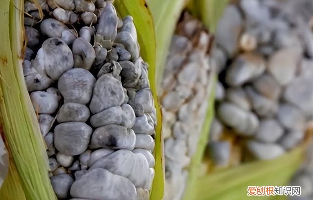玉米发霉的菌叫什么,识别发霉玉米的妙方