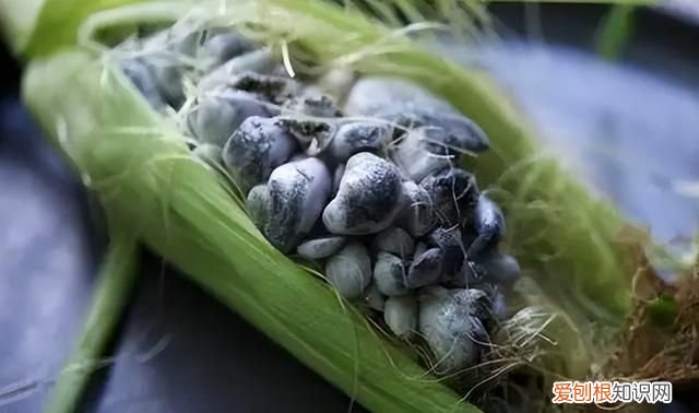 玉米发霉的菌叫什么,识别发霉玉米的妙方
