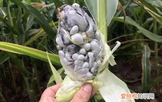 玉米发霉的菌叫什么,识别发霉玉米的妙方