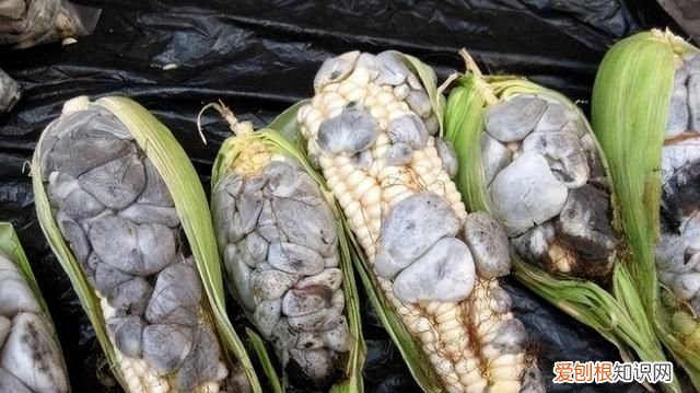 玉米发霉的菌叫什么,识别发霉玉米的妙方